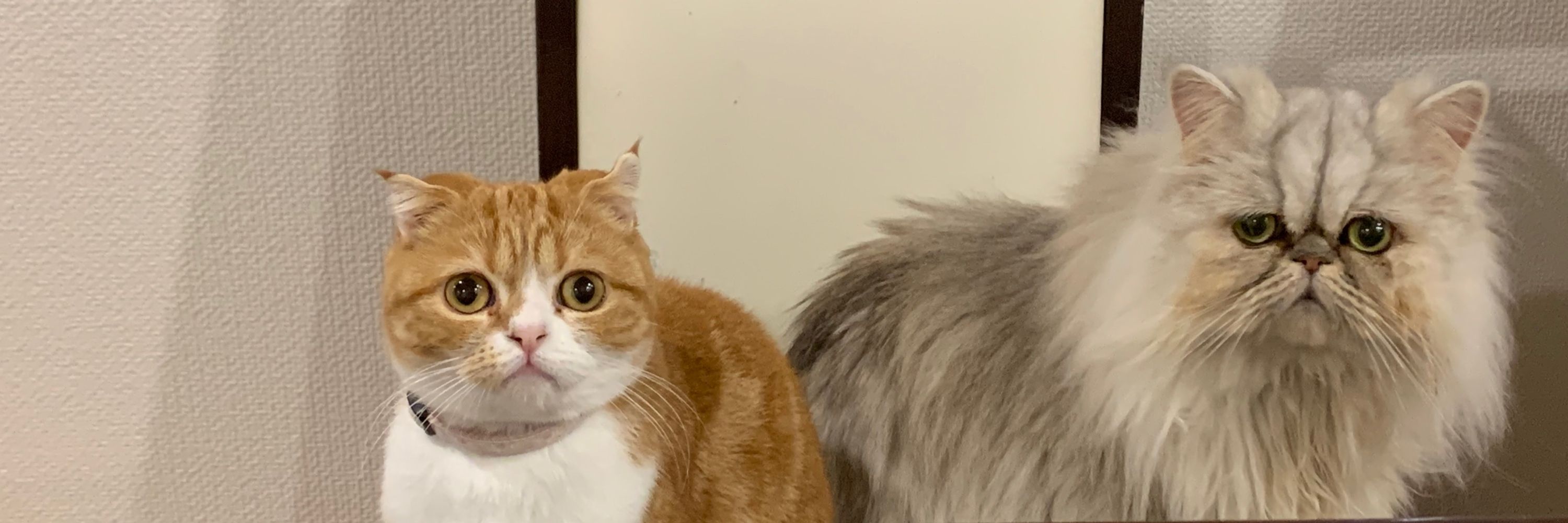 猛反発まくら