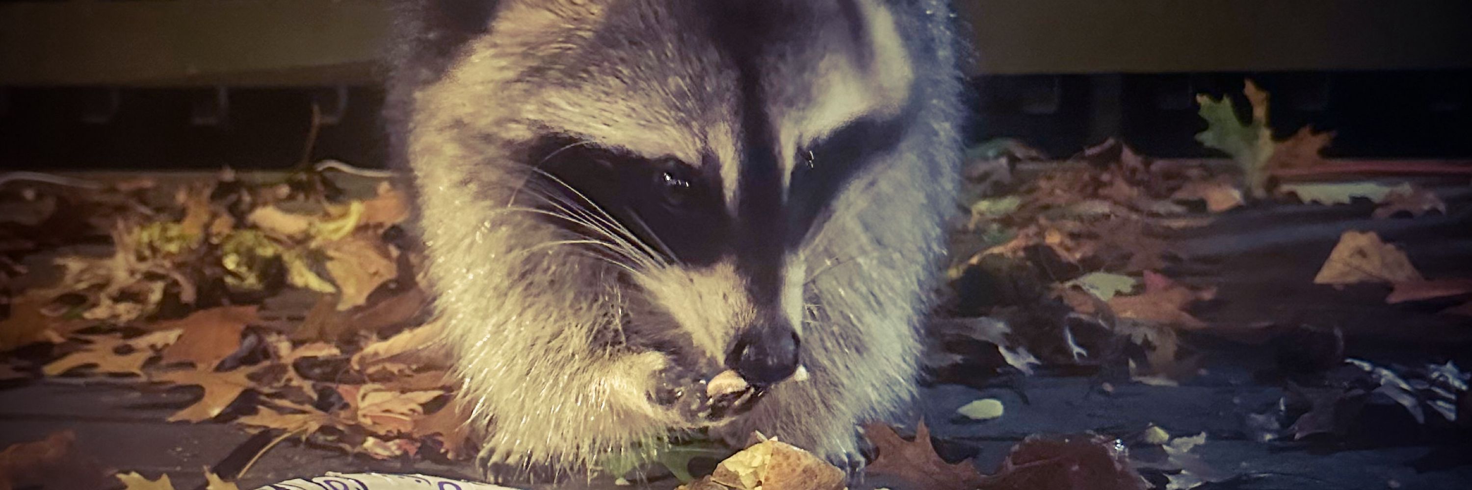 Jenn 🏳️‍🌈🦝