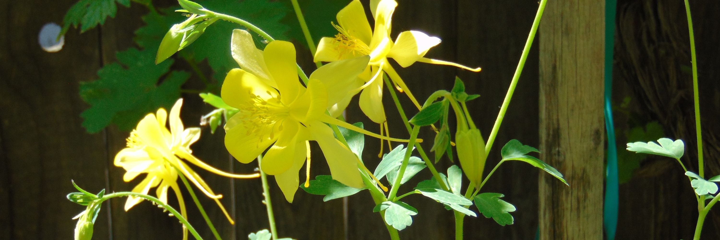 T Rees Garden Diary