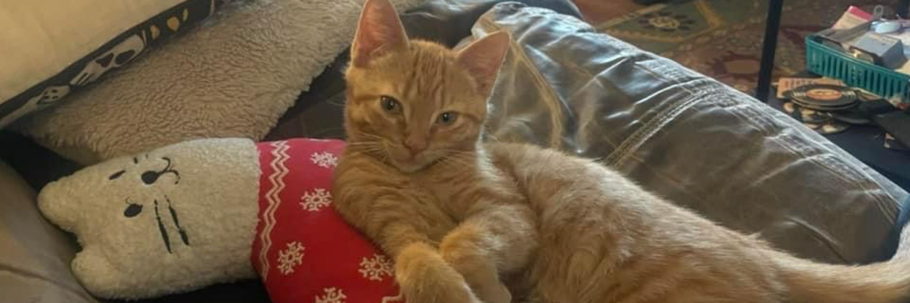 Krista Kitty
