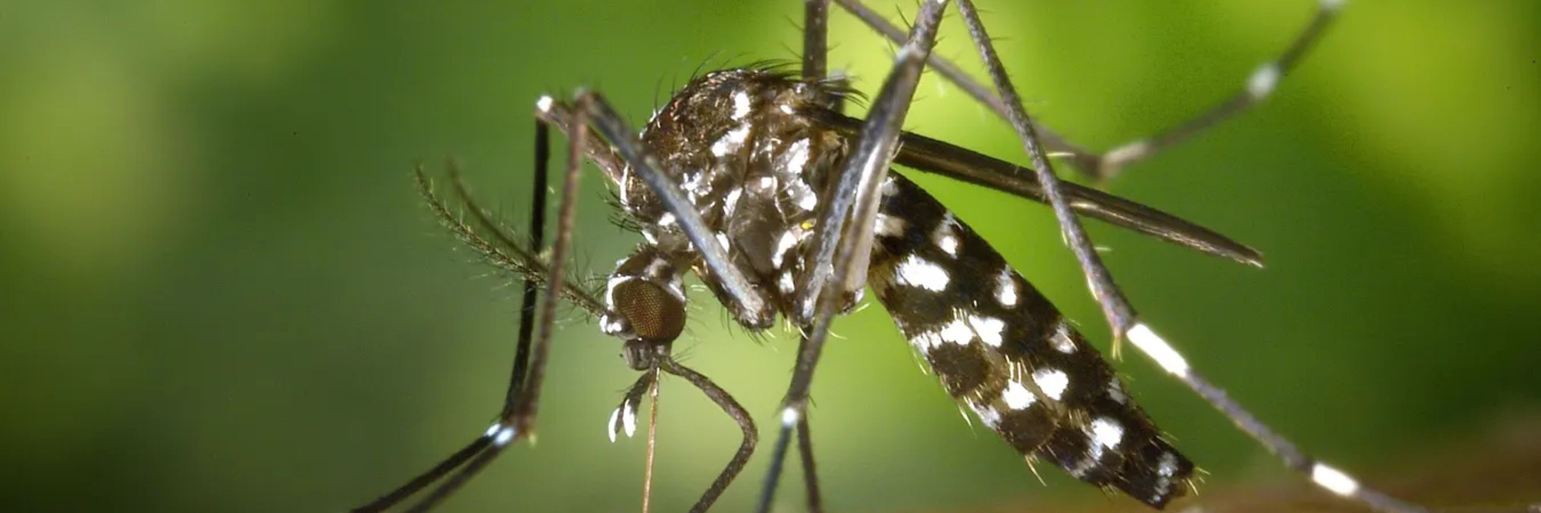 Shotgun Mosquito