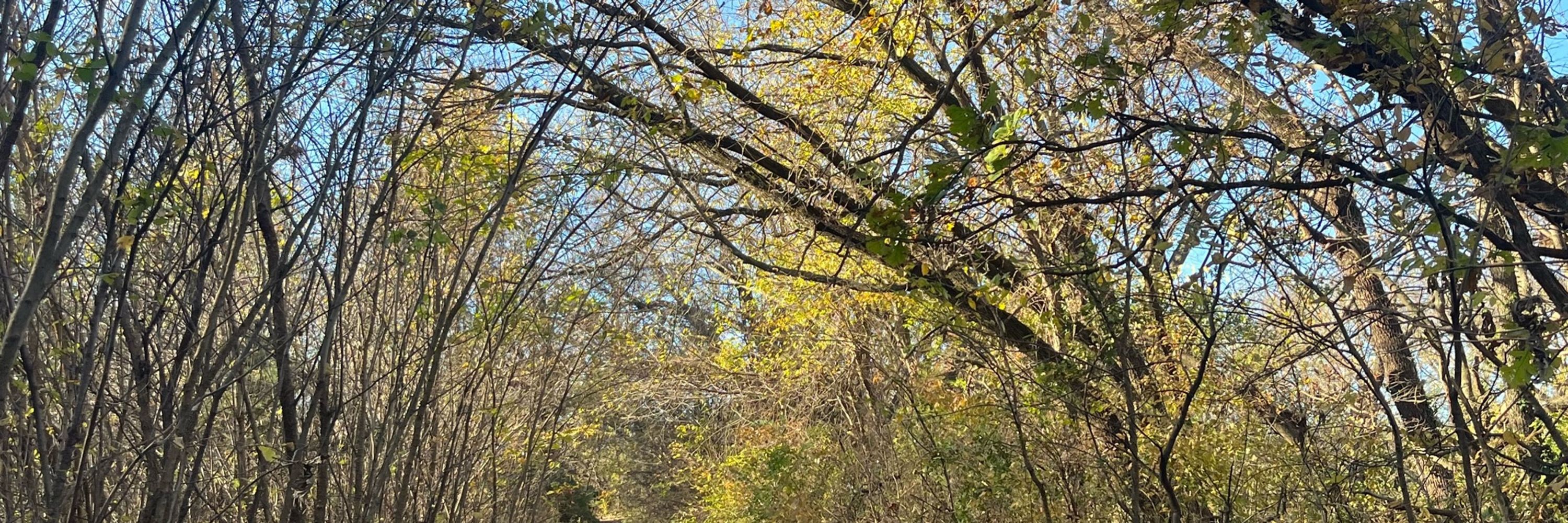 Coyote