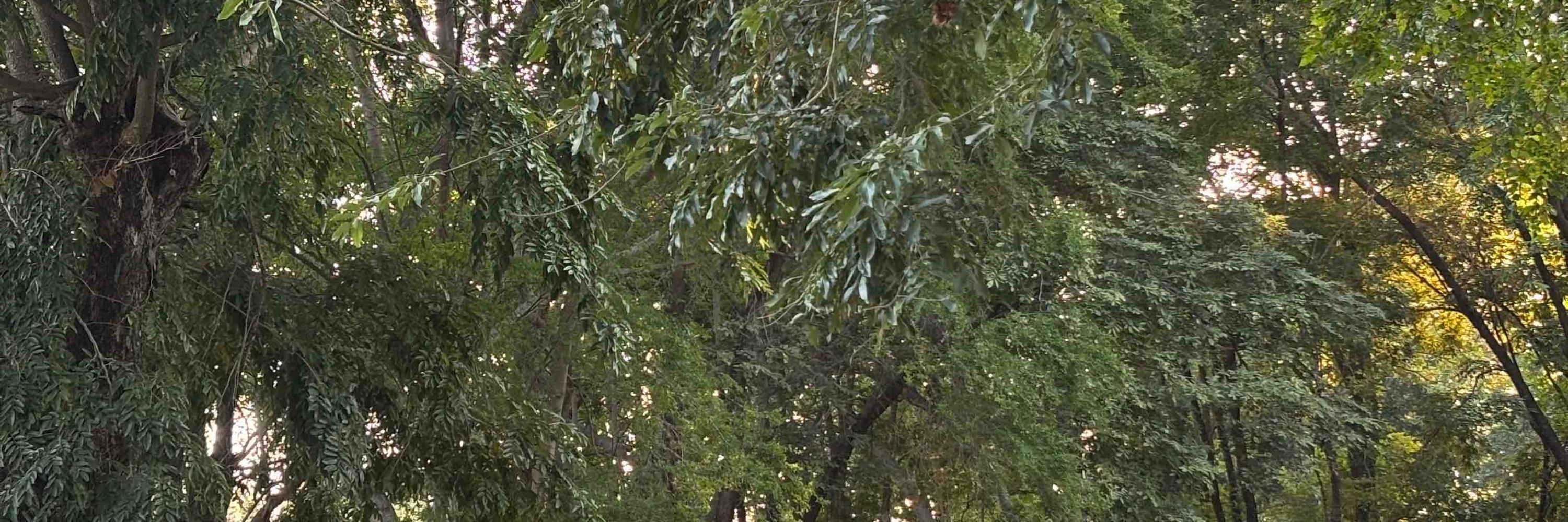 SC
