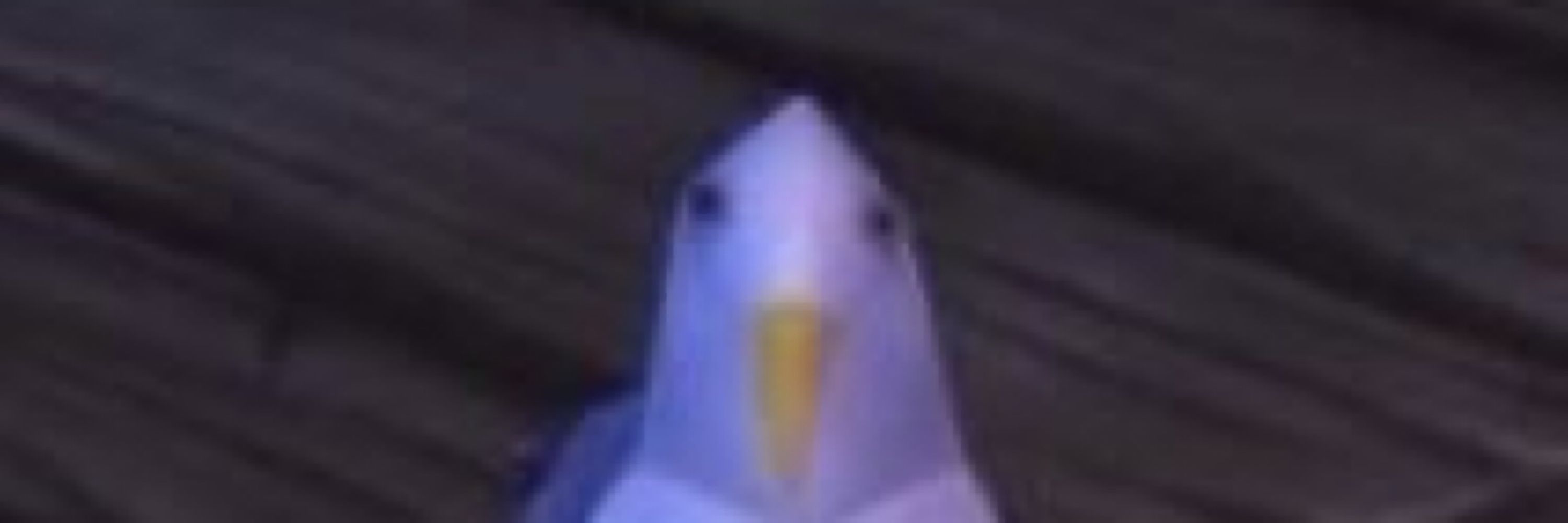 Matiu
