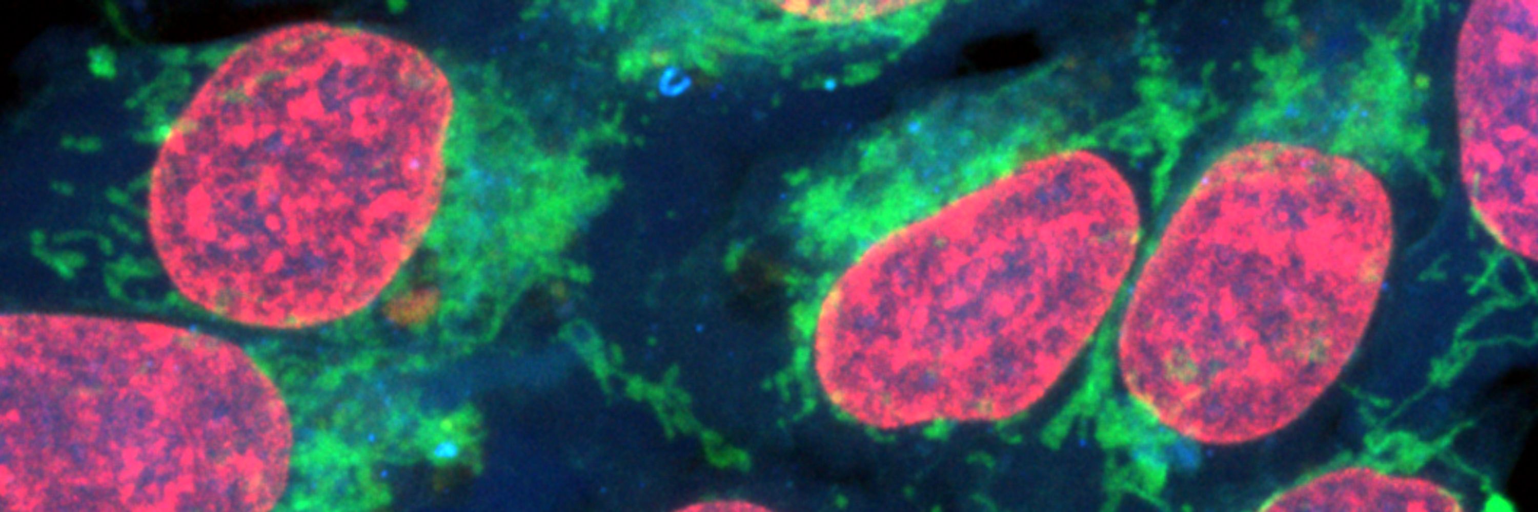 USC Stem Cell