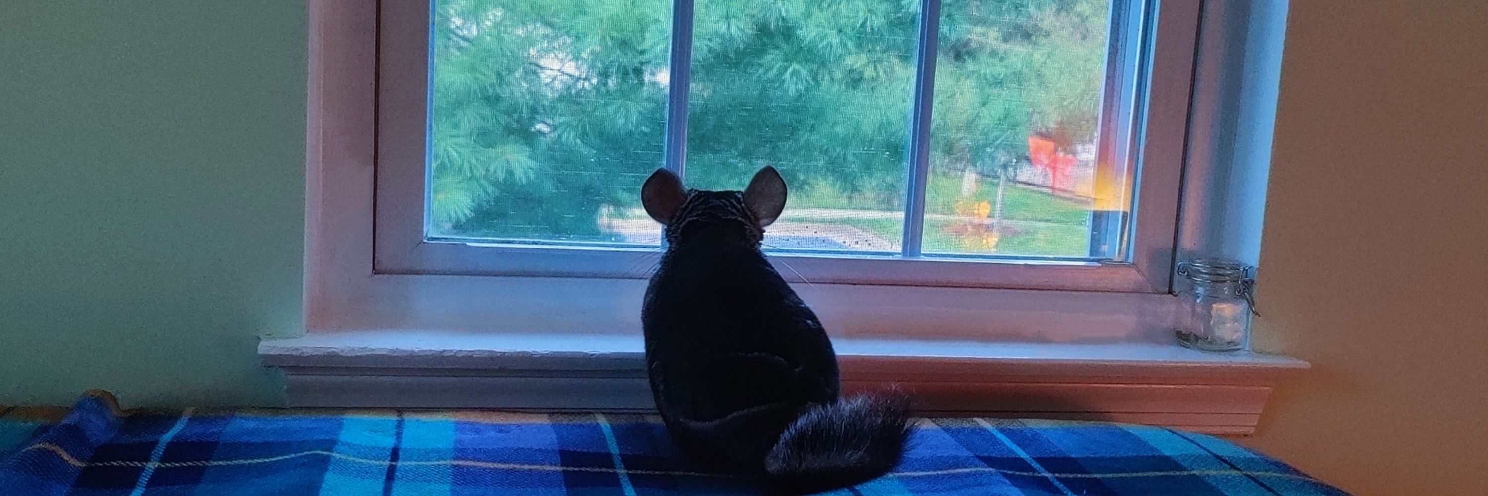 I'm Stella ✨ a chinchilla with a pet human 💙💛