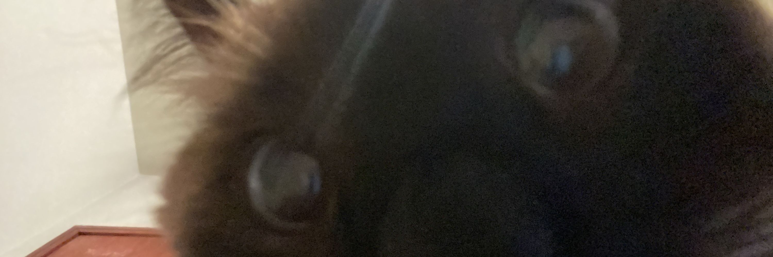 feelfael