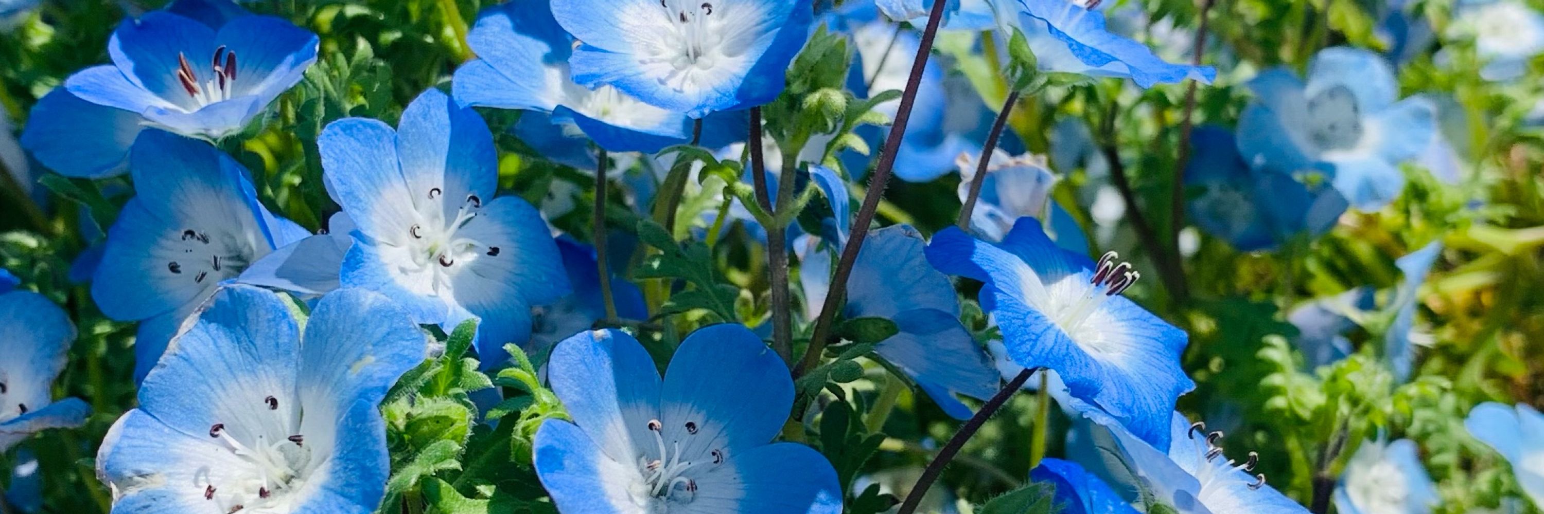 探花