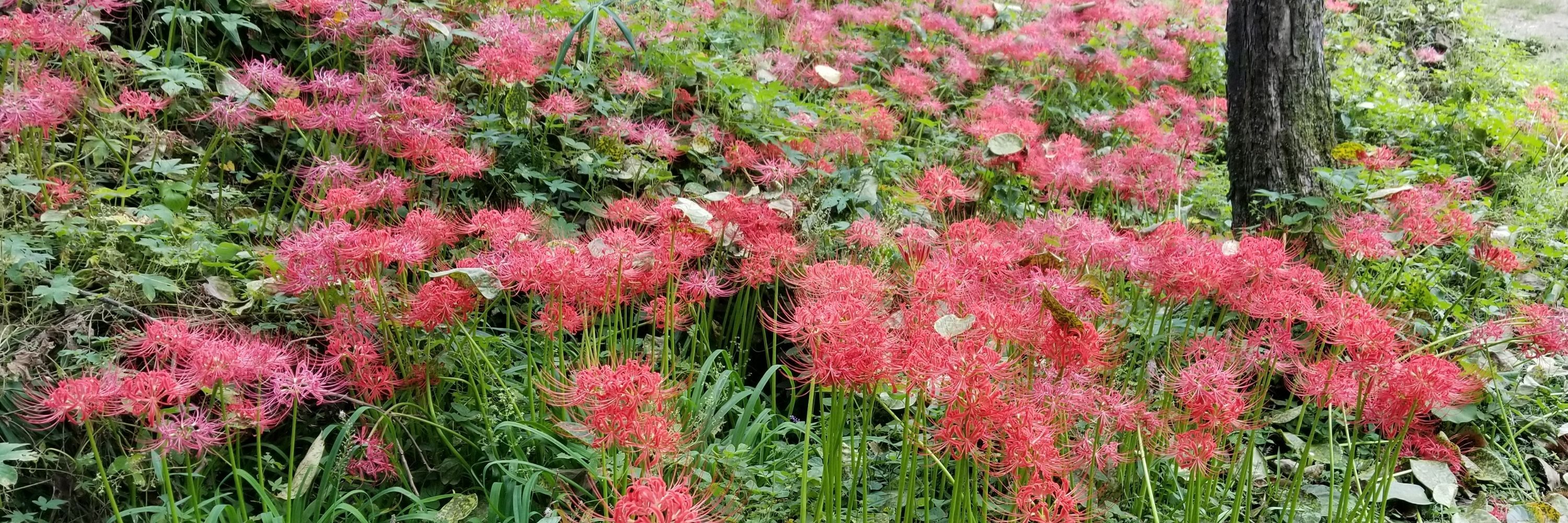 猫憑　燦