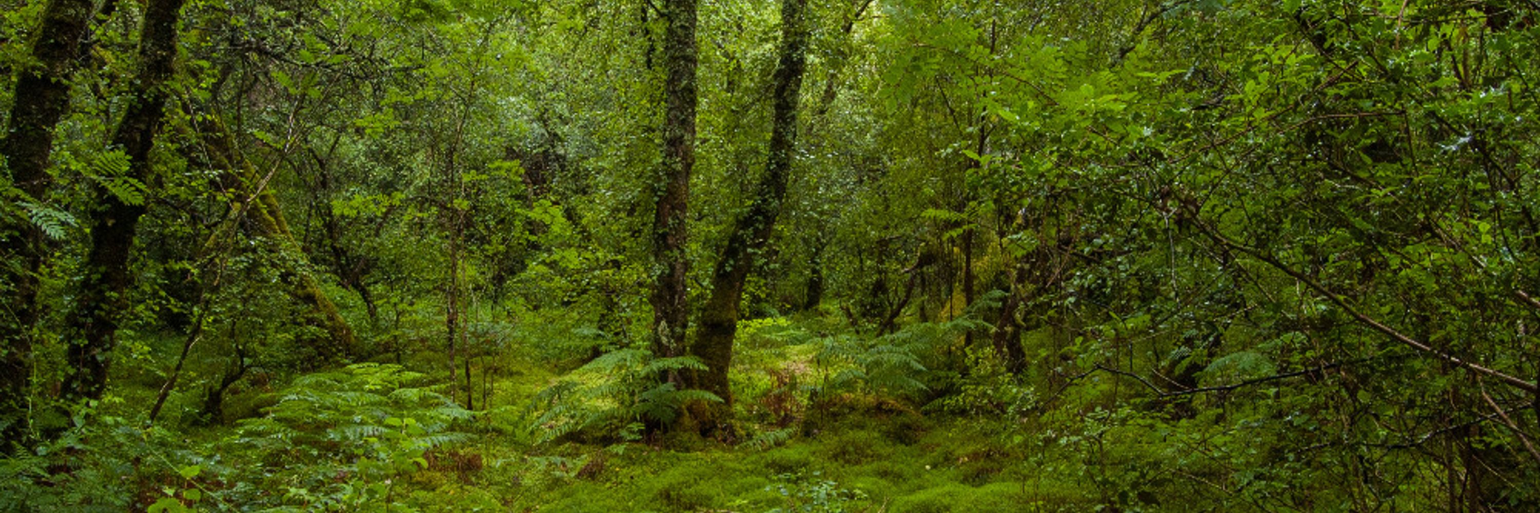 Oliver Lamford