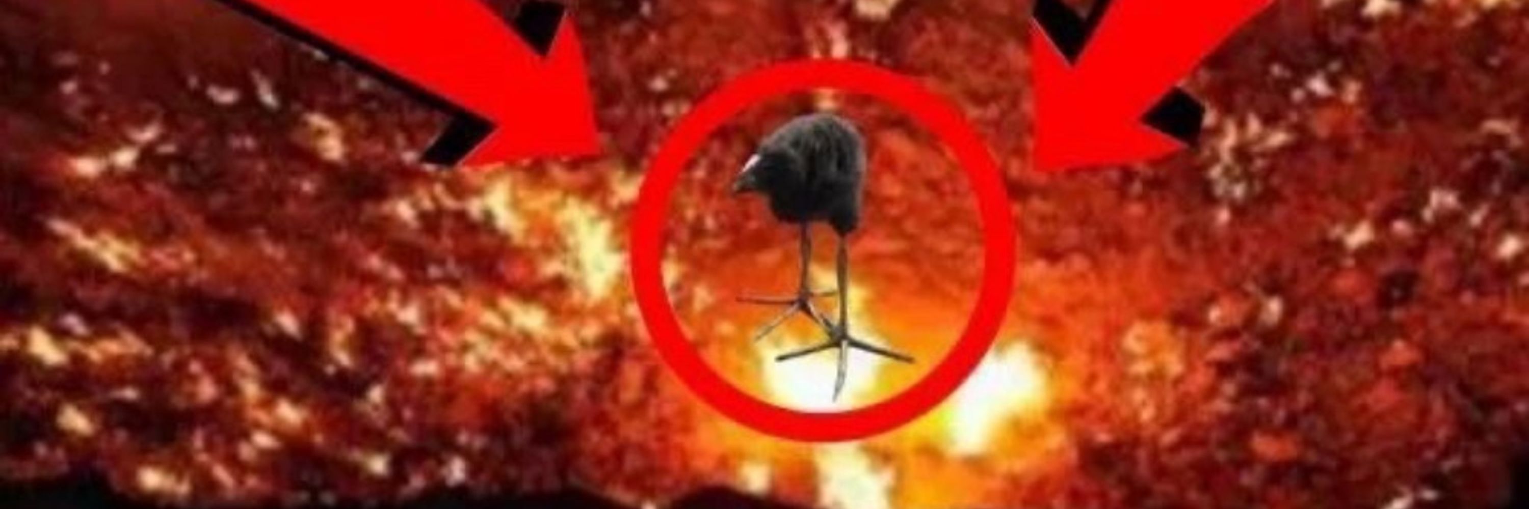 birdliker supreme
