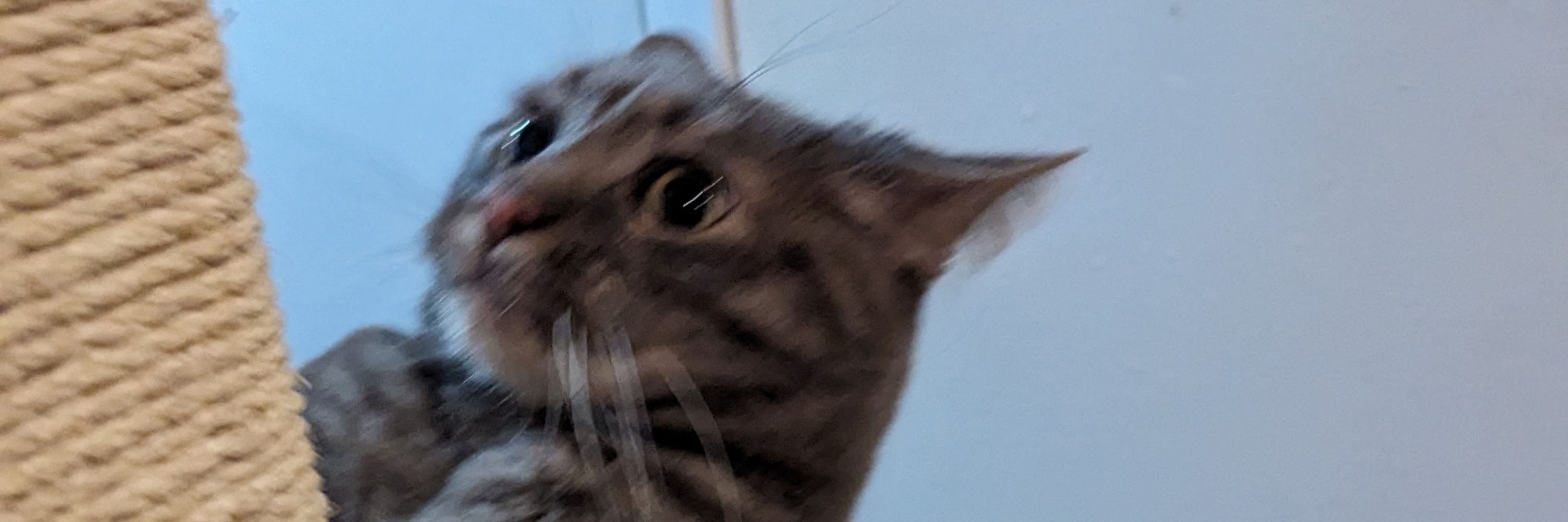 Hank Sinatra