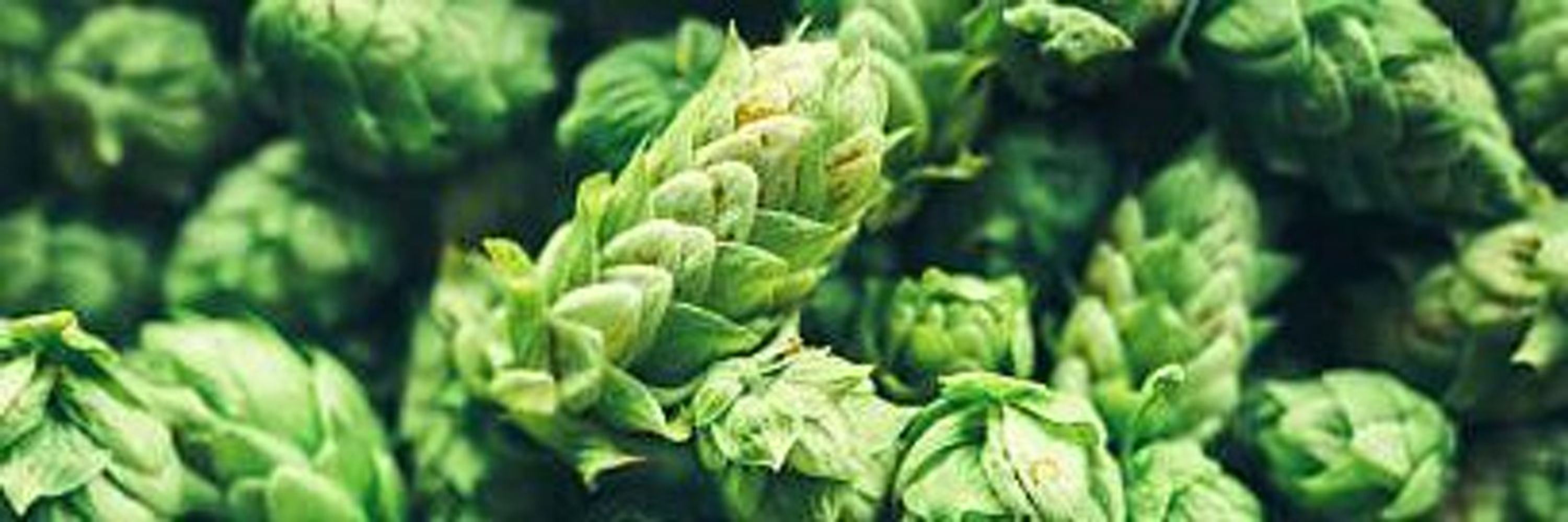 Cadence Brewing