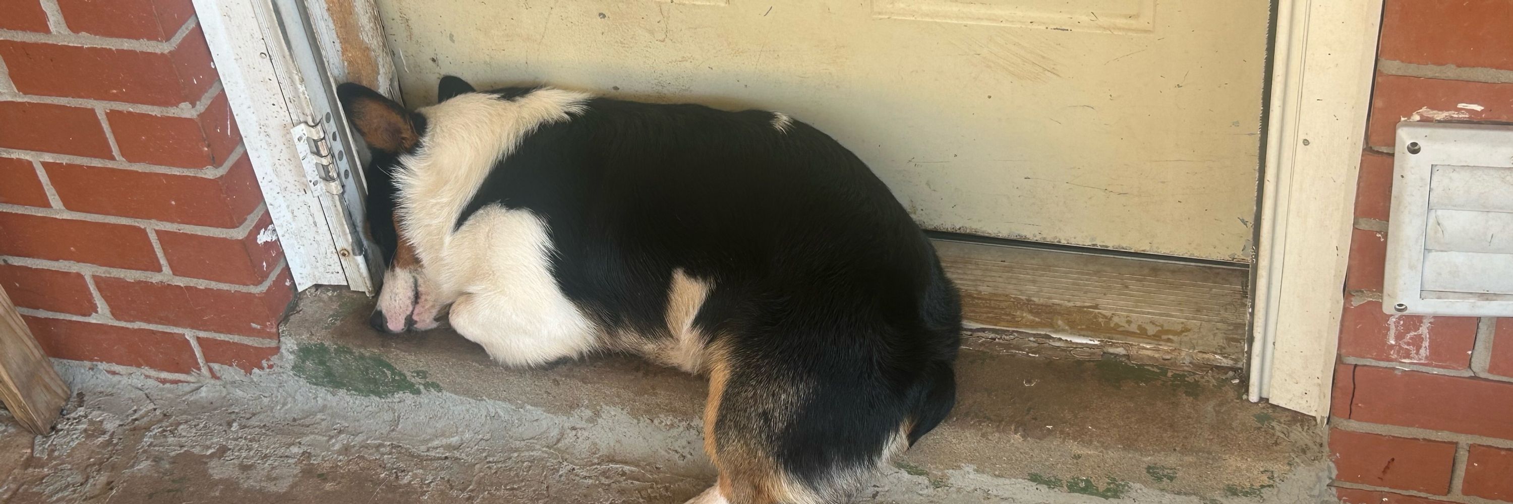 Zak
