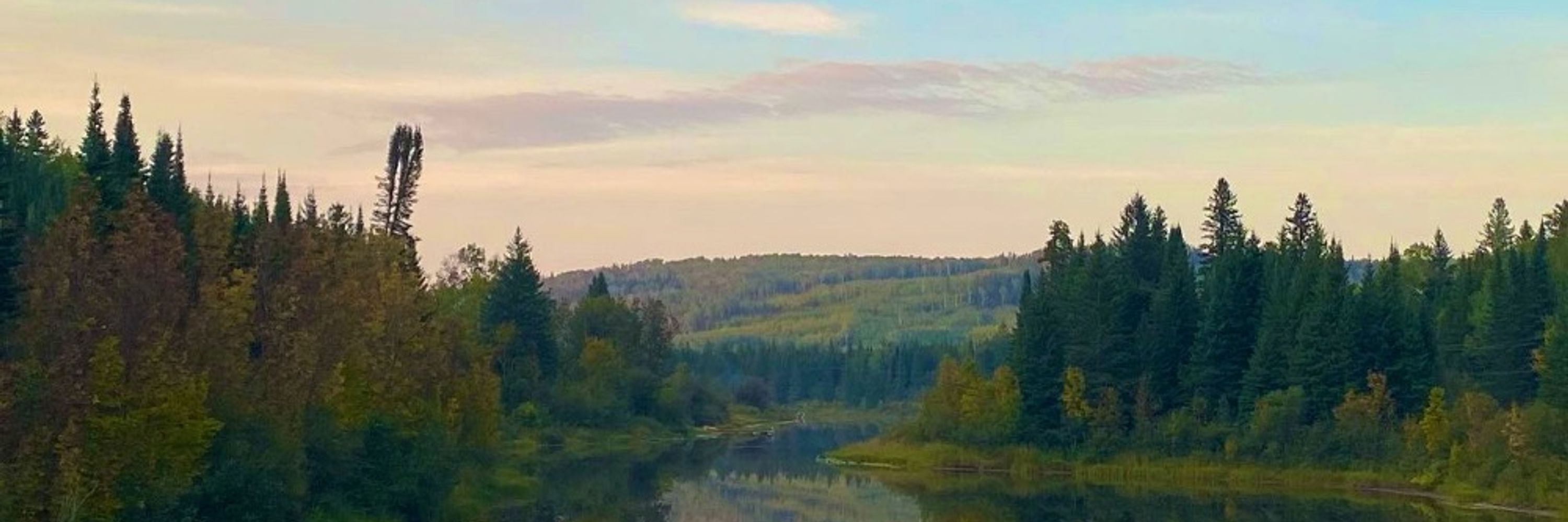 TinyToni 🌿