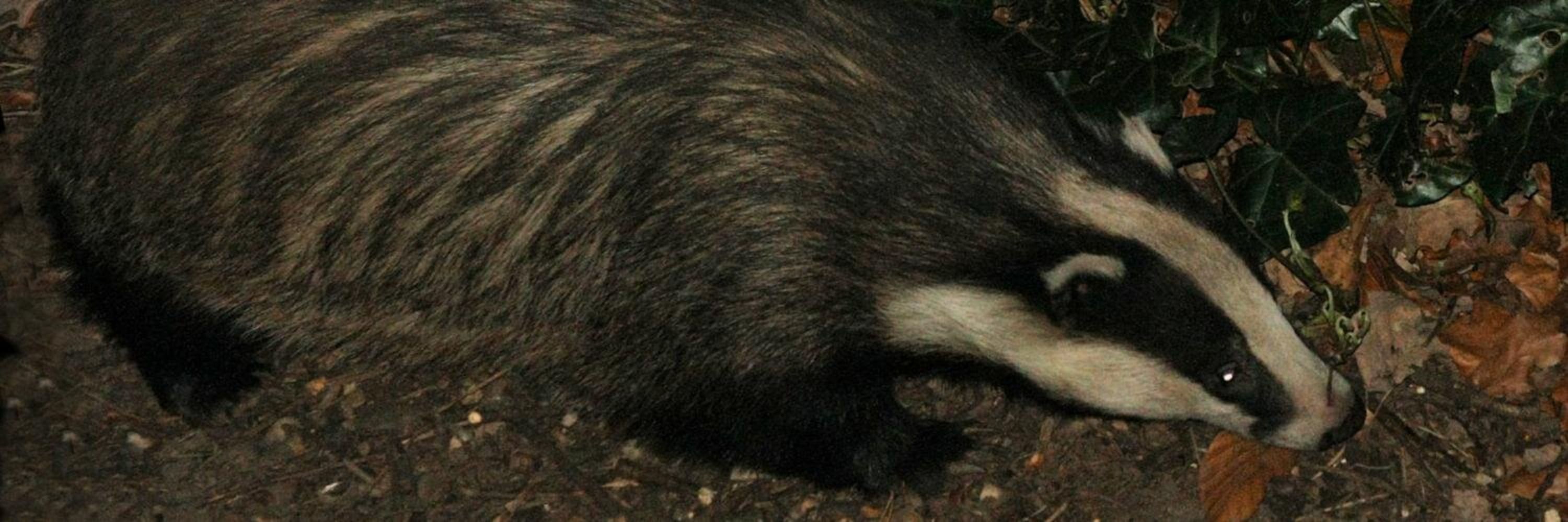 BadgerlandCoUk