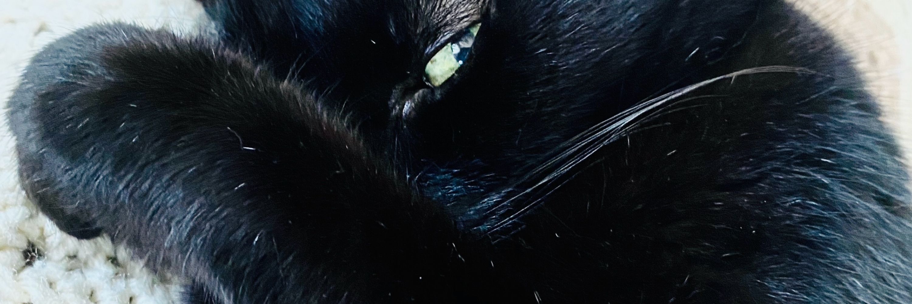 Imablackcat