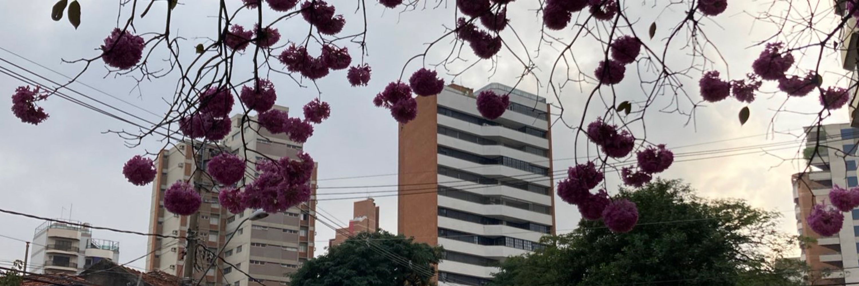 estefano