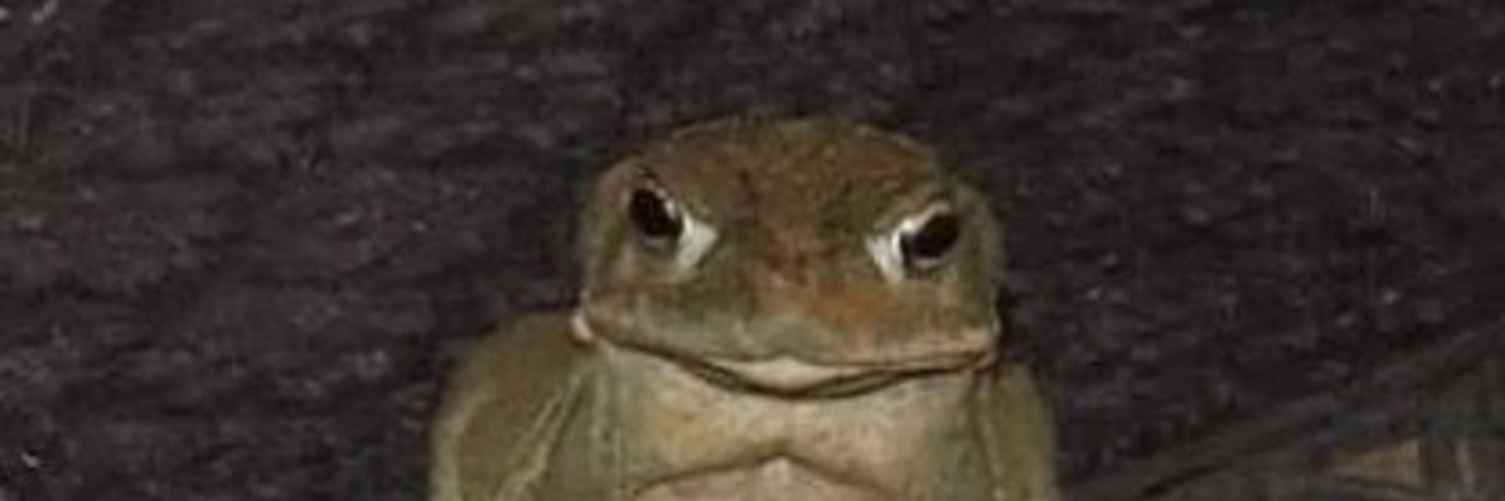 Xavier