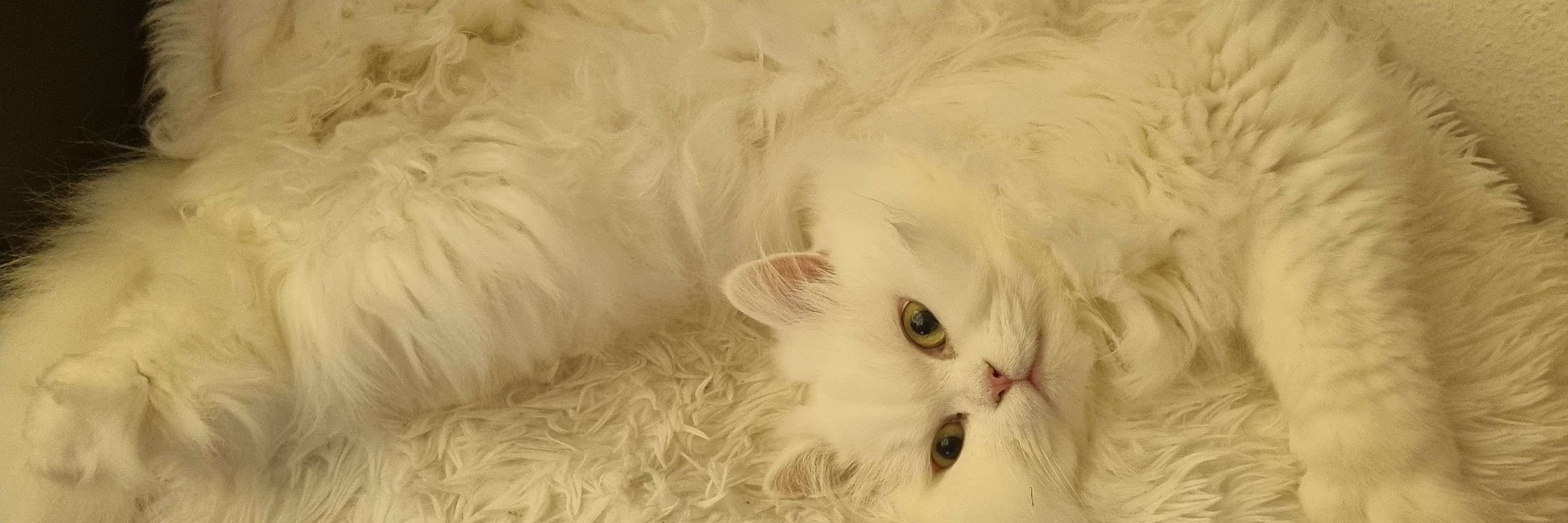 Tani