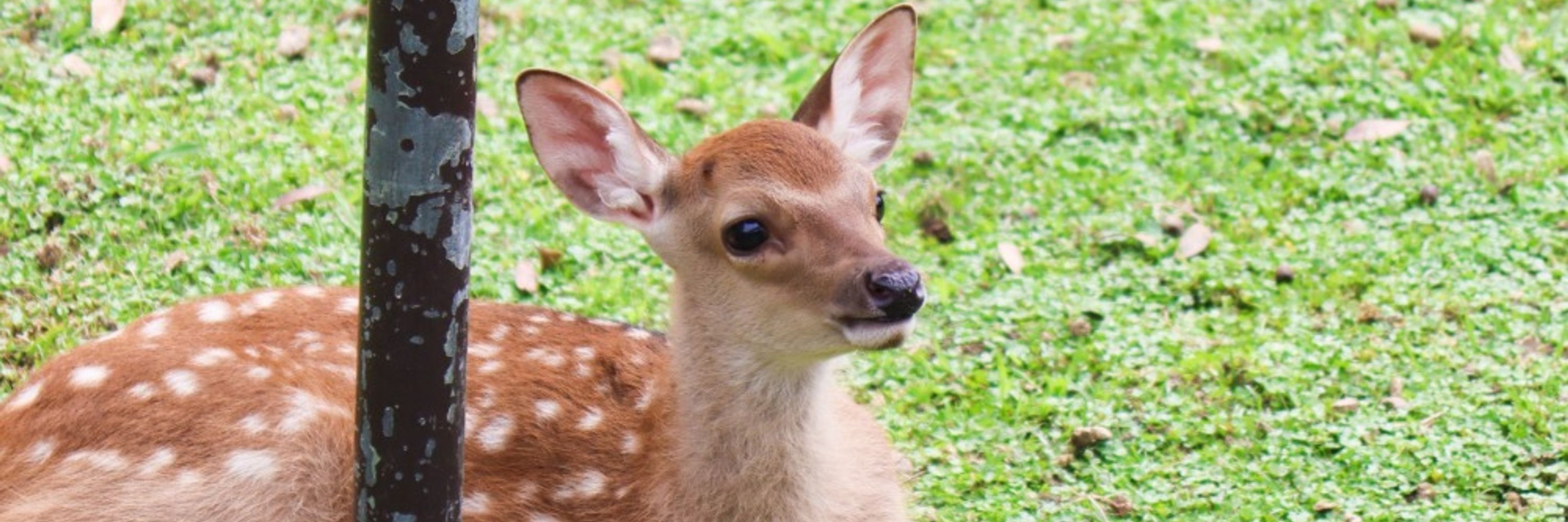 Gwen. Doe