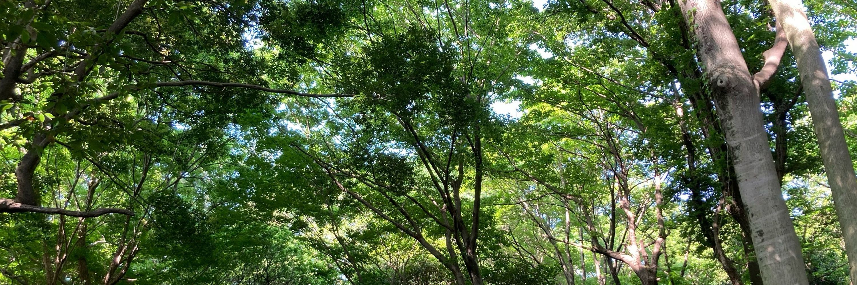 やち