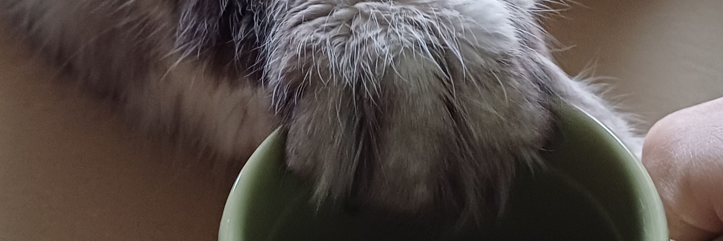 colrel the wolfess