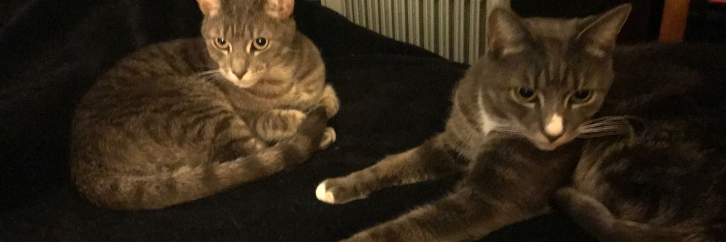 FrankensteinMerry&Pippin