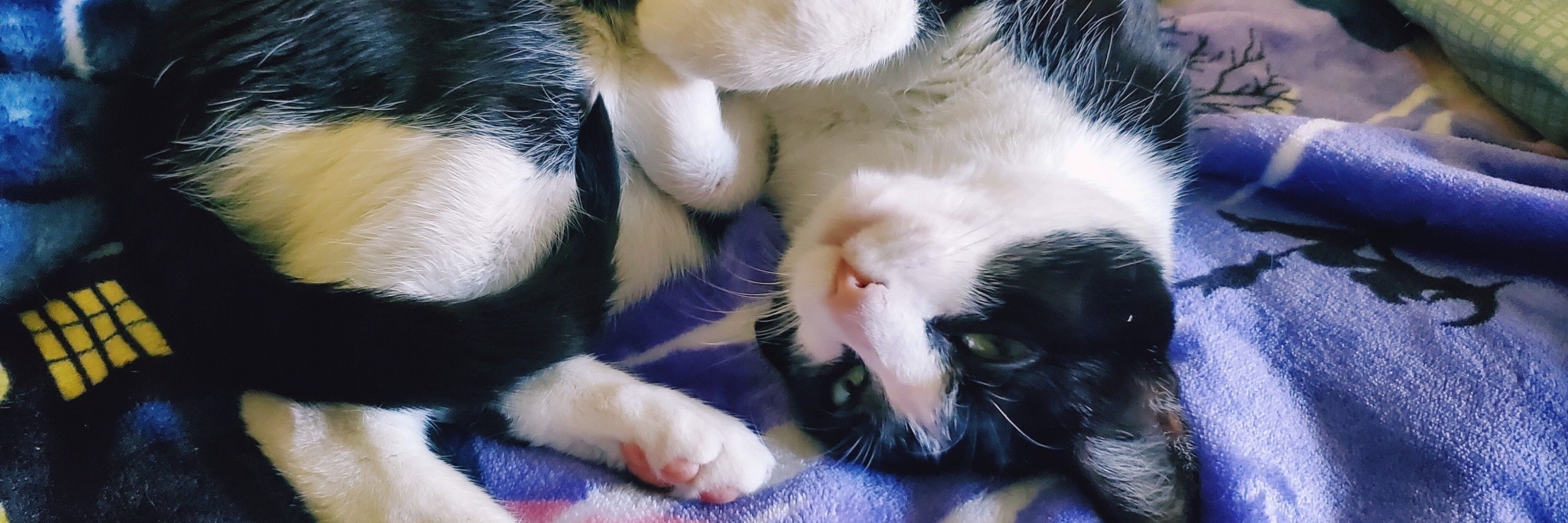 meowtropolis