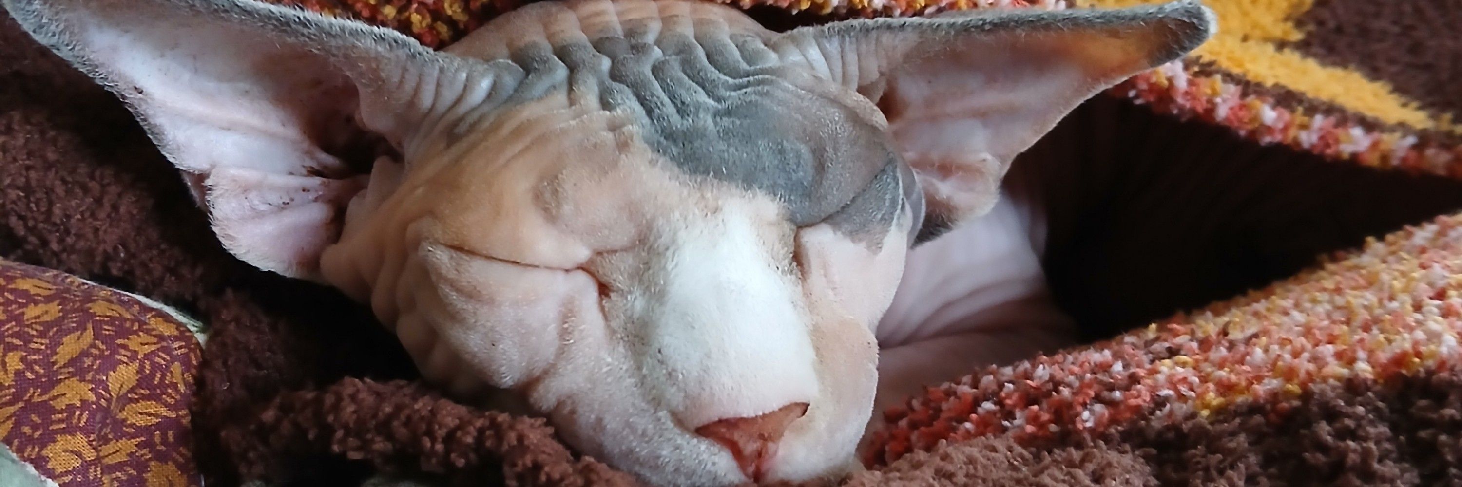 ☆ Lizard ☆