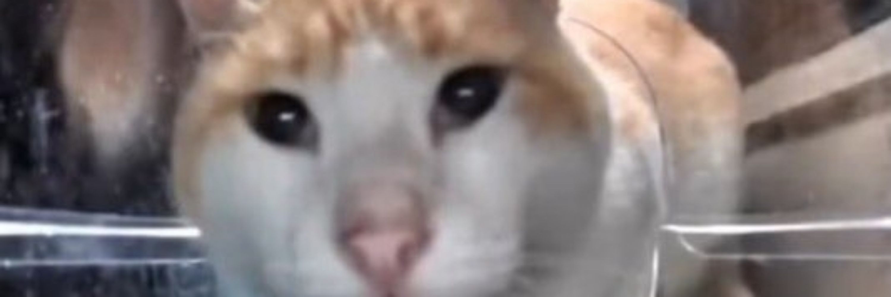 Millie Mcdoinkus