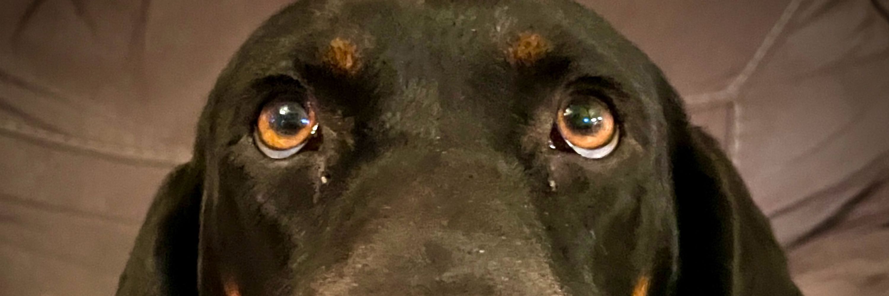 Robbieusanl