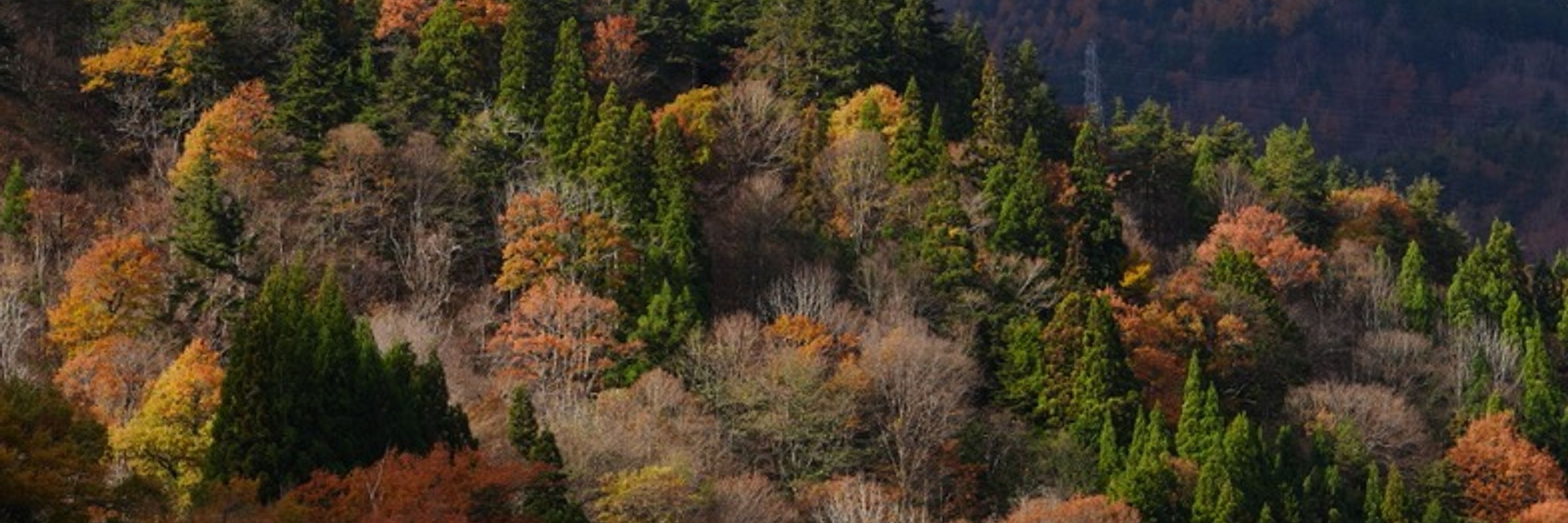 Chonghao Sima