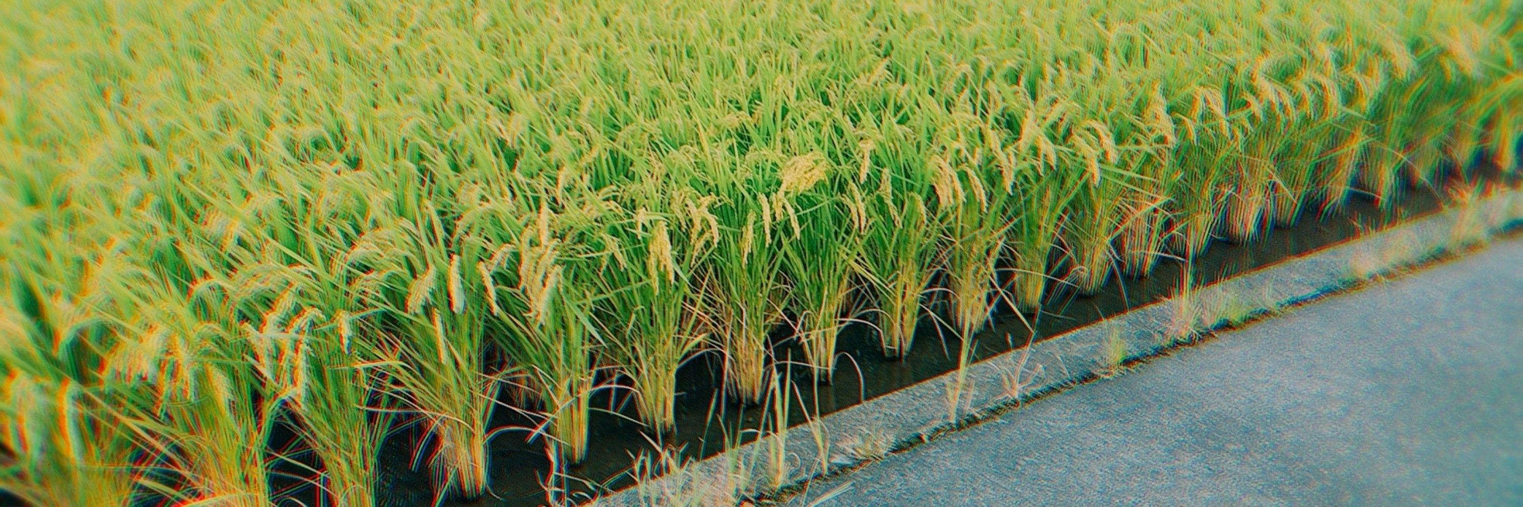 トメア