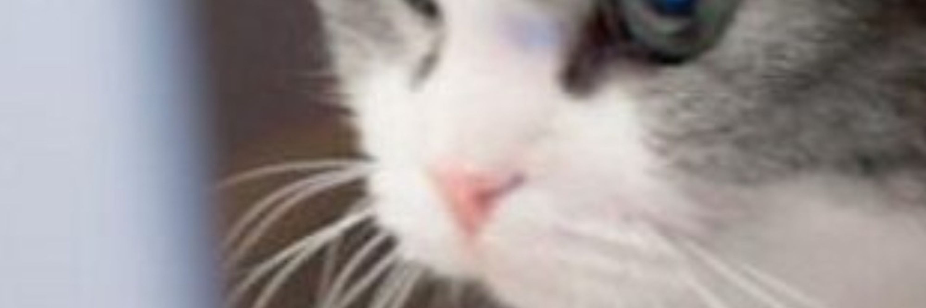 대냥냥🐱‍💻