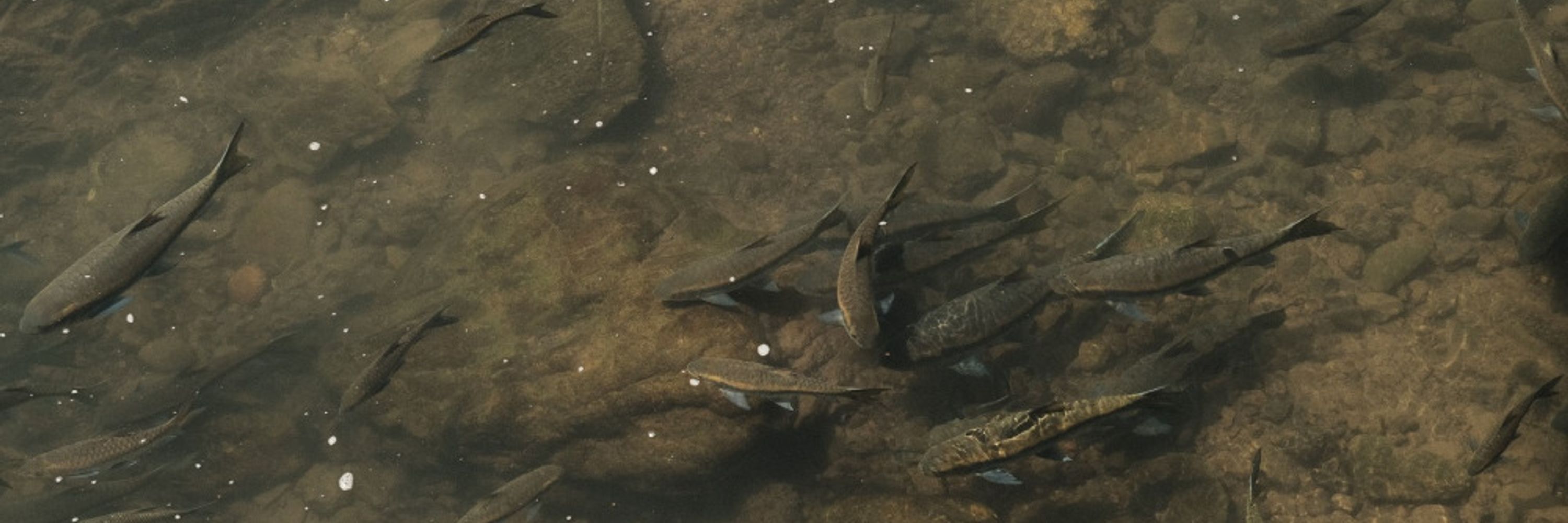 Fisheries Conservation Foundation