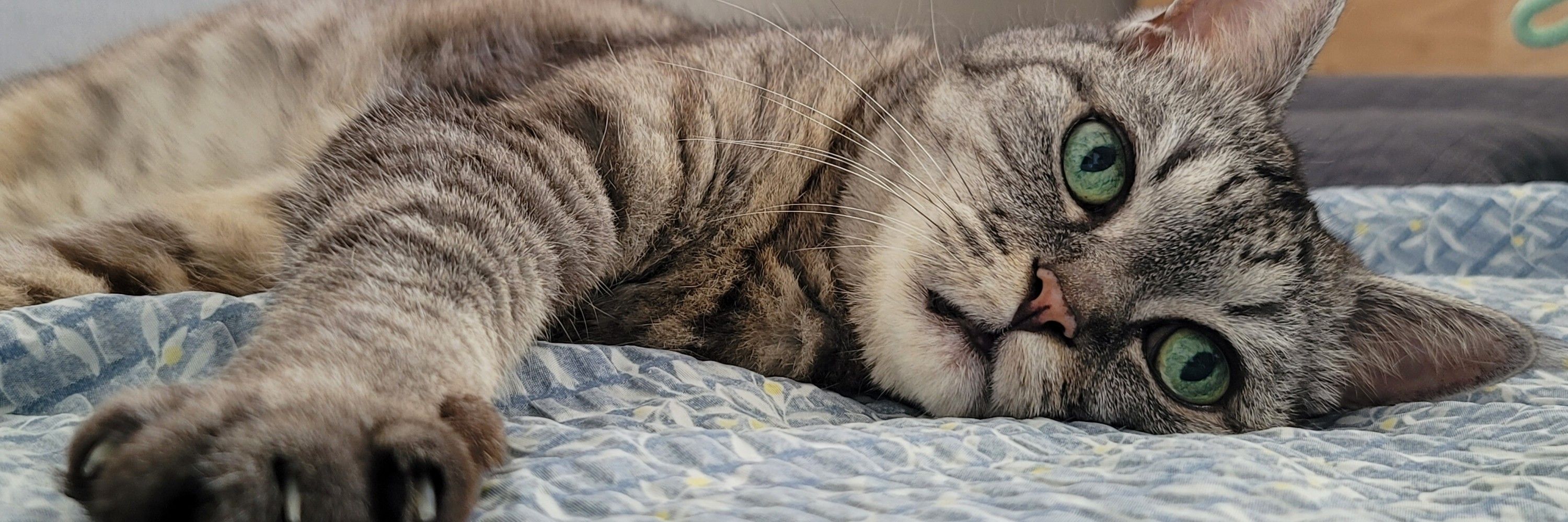 도담이 기록 전용
