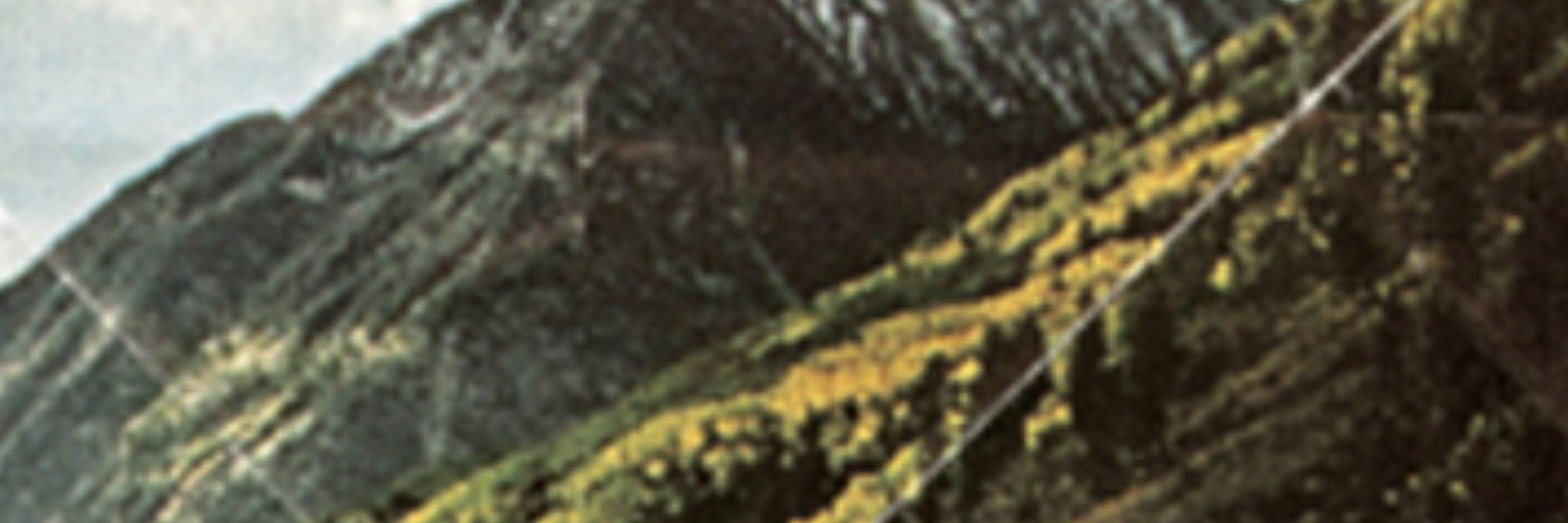 T. Ferox