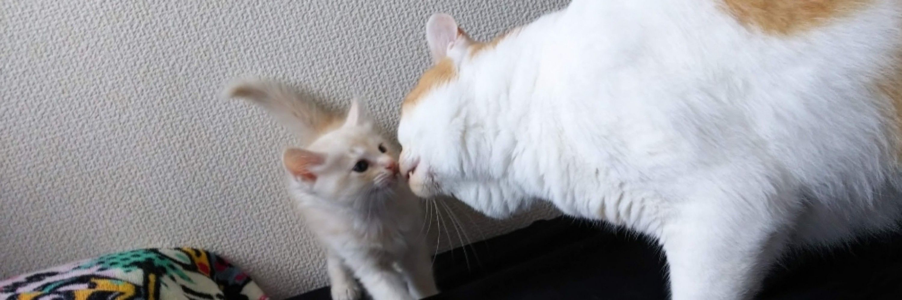 しゅがーそるとぷりん