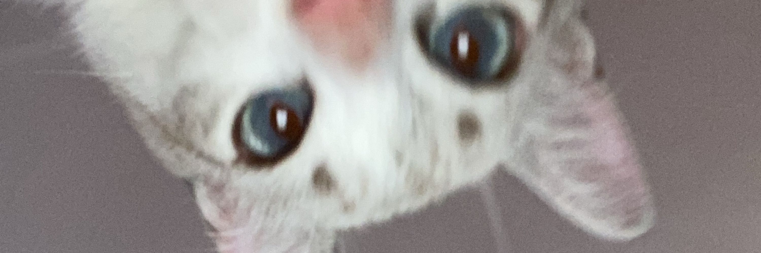 Vittu