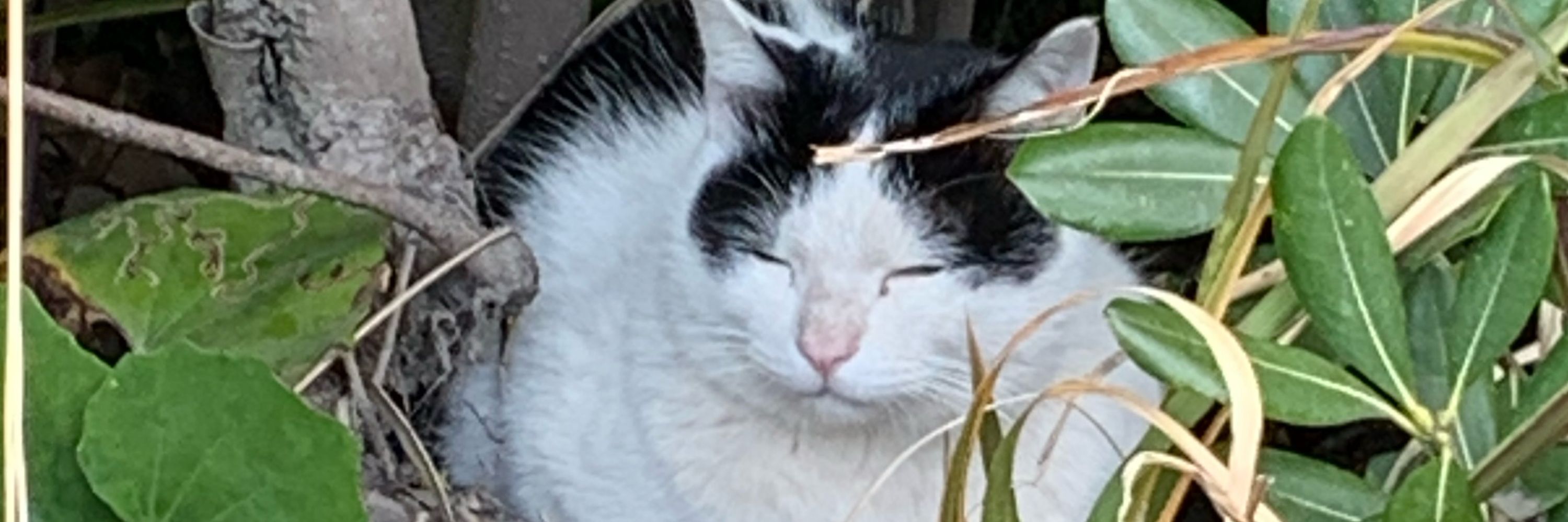 はろきてい
