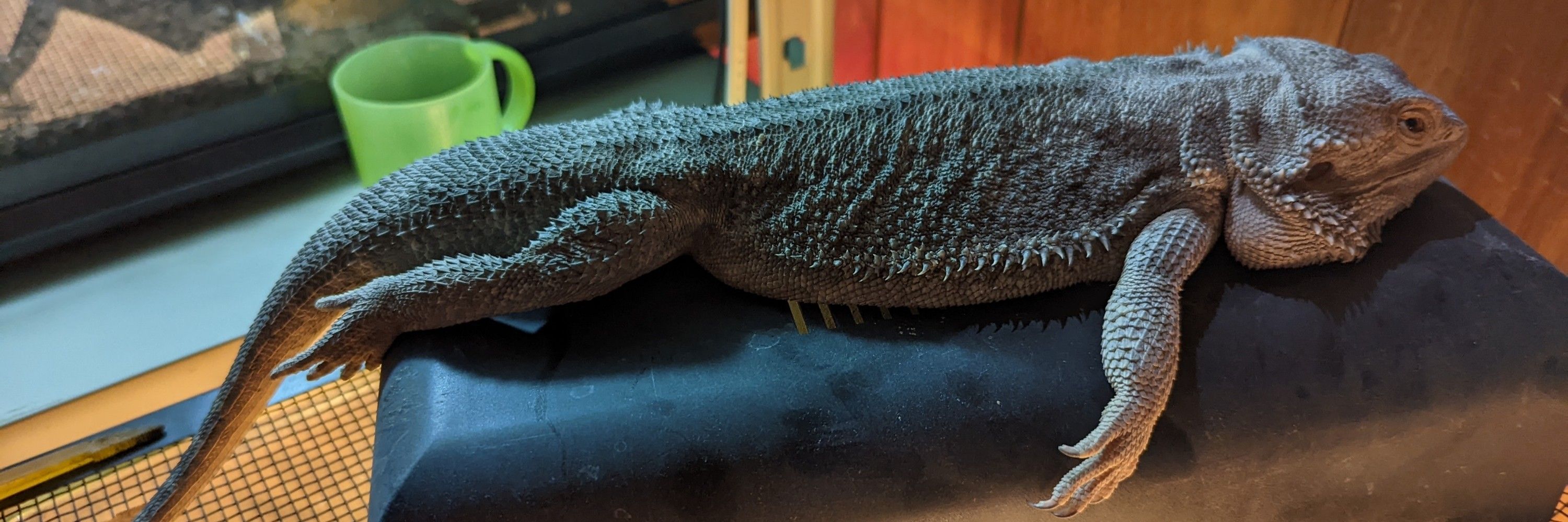 金魚鉢のティーガー