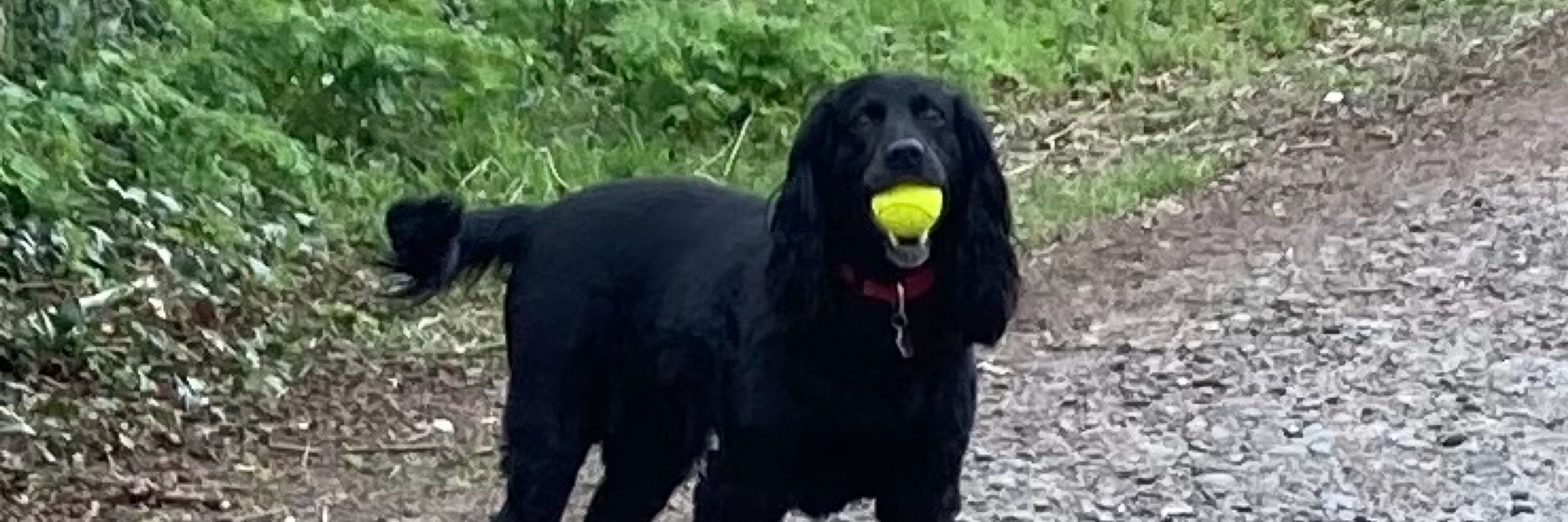 Peggy Spaniel