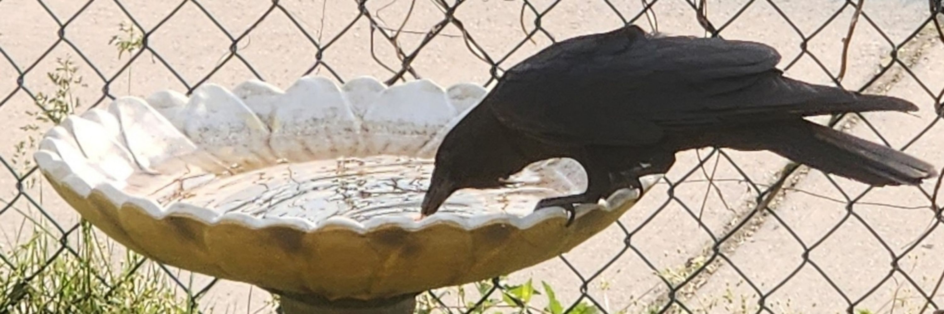 Jenn and 2 Crows