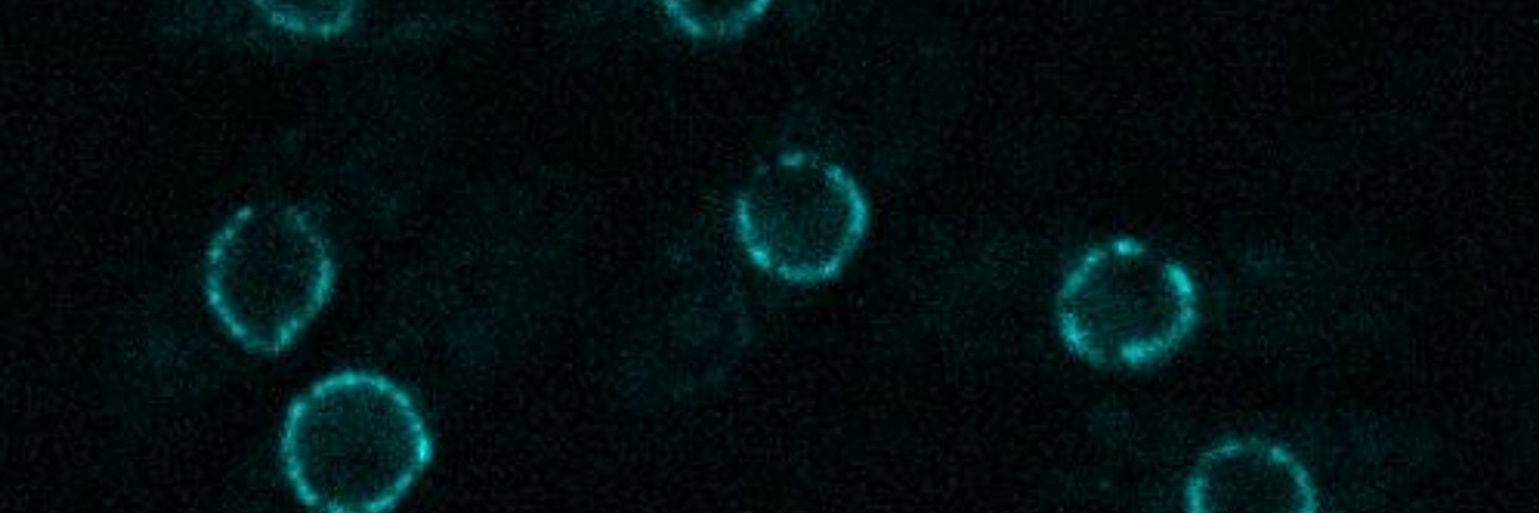 Sarah Lambert's Lab