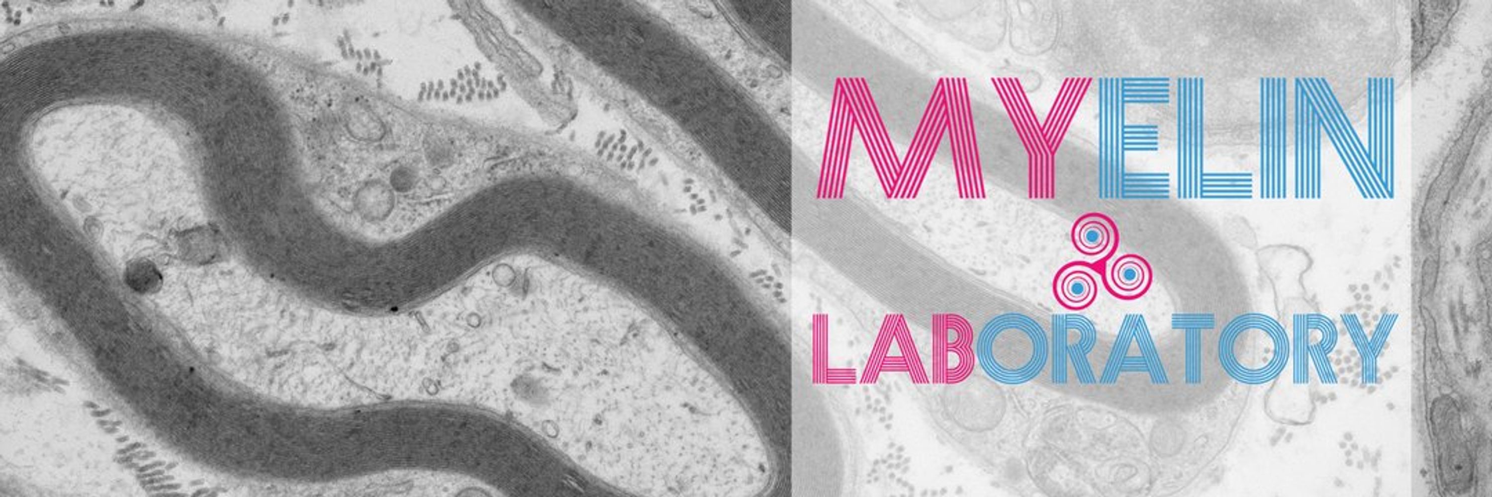 Myelin Lab