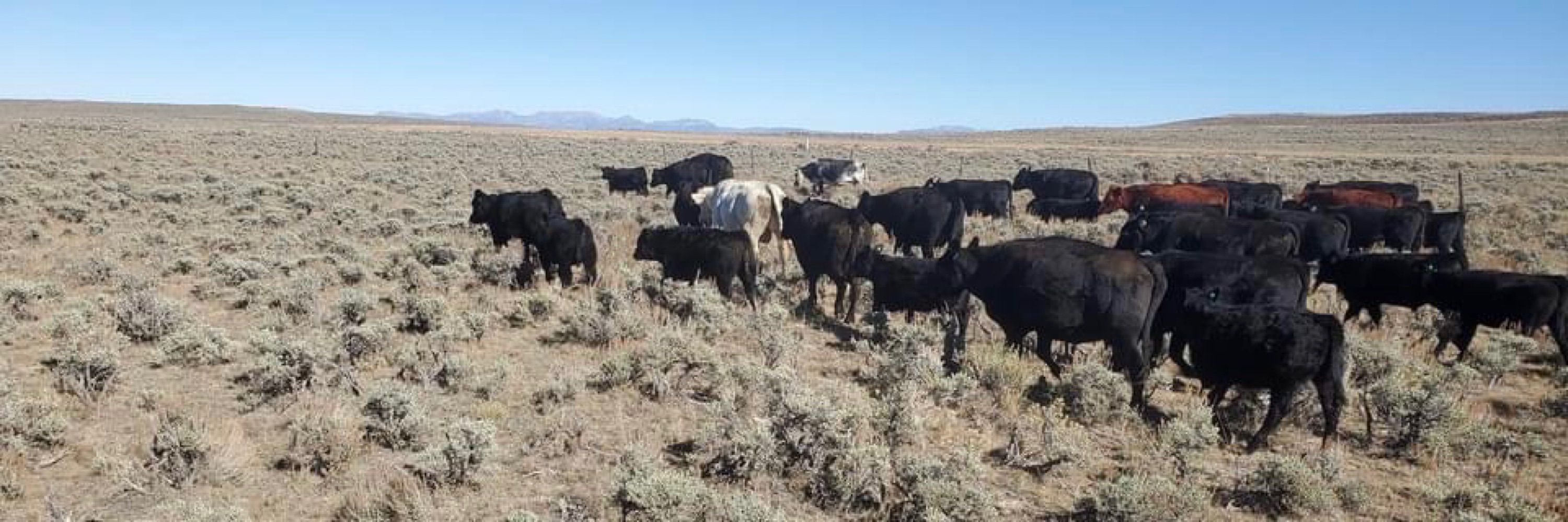 COWBOYS 4 NATIONAL PARKS