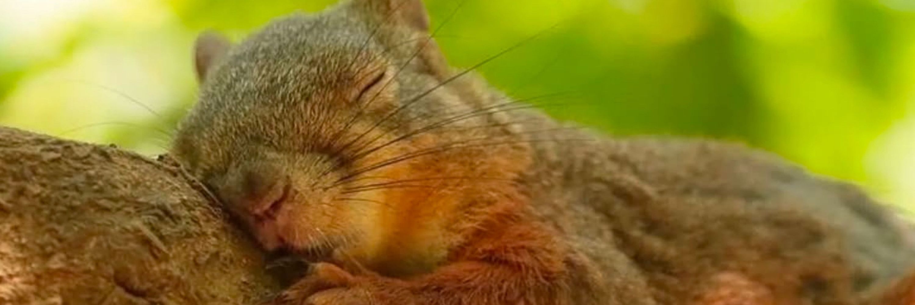 squirel 🐿️