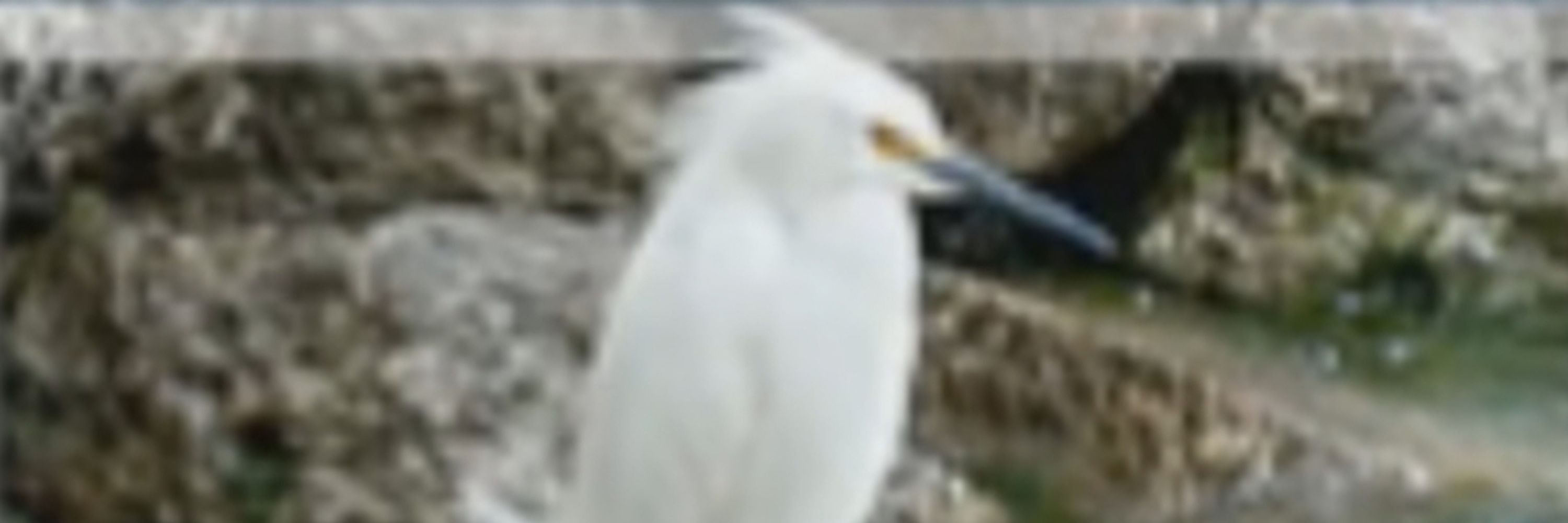 snowyegret