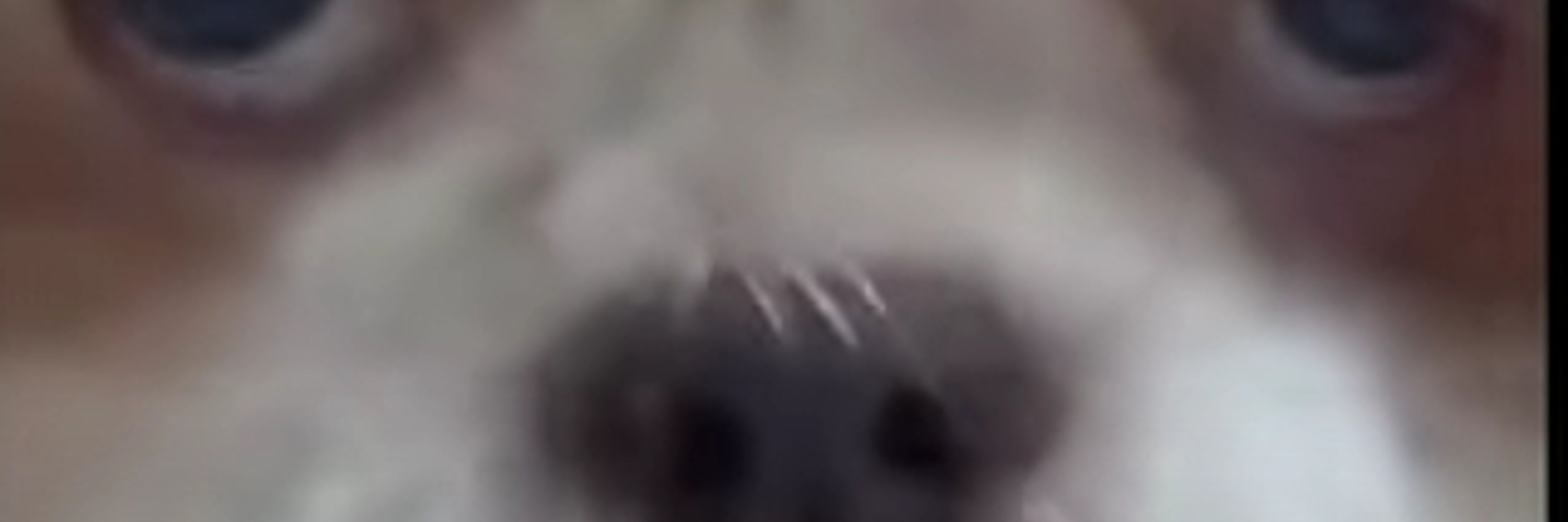 Chillguy